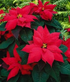 Comment faire rougir un poinsetia ?