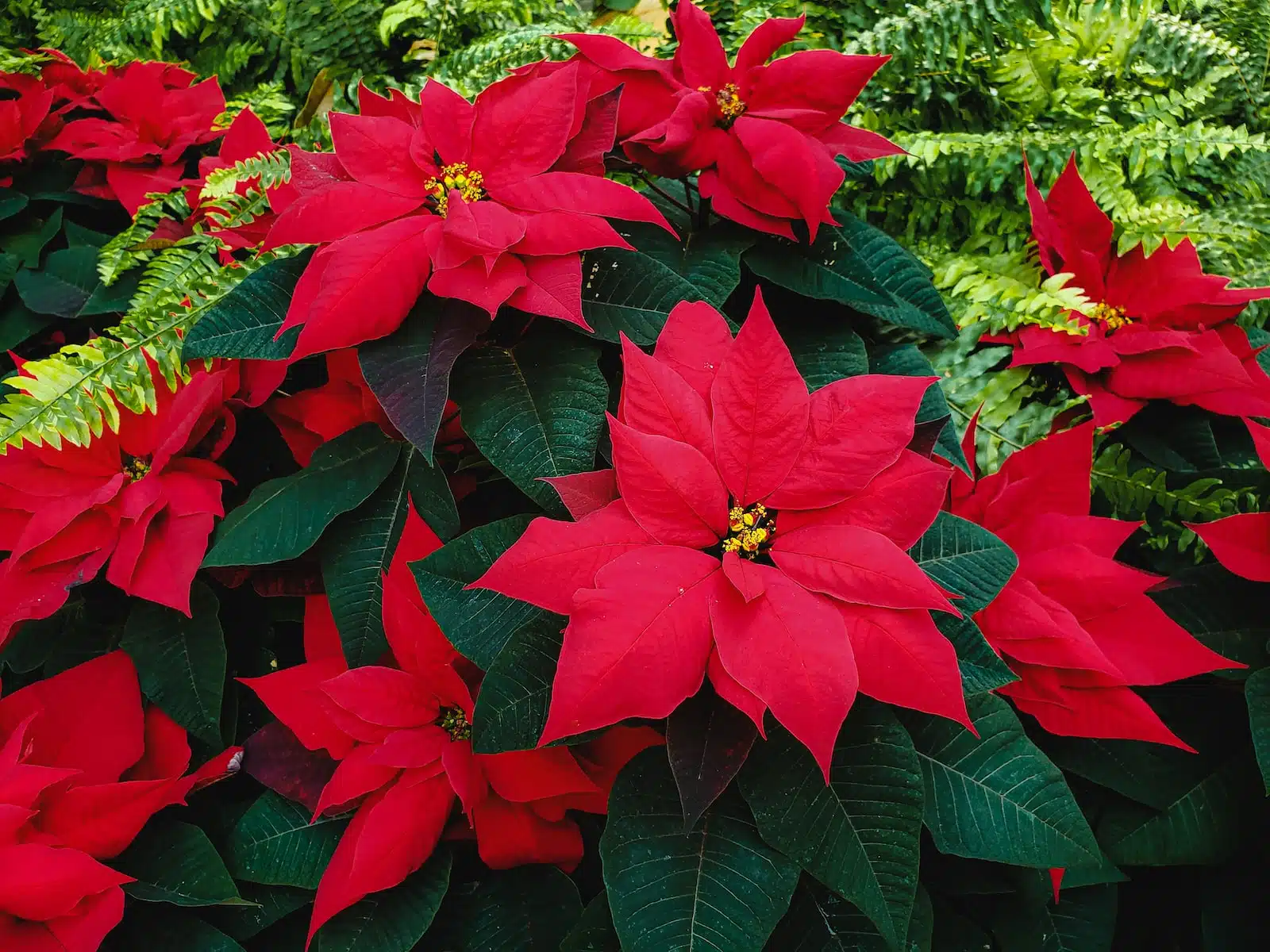 Comment faire rougir un poinsetia ?