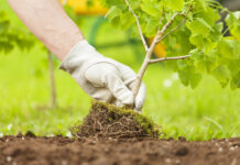 5 solutions de protections naturelles sans pesticides efficaces contre les ravageurs de votre jardin