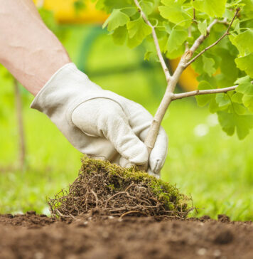 5 solutions de protections naturelles sans pesticides efficaces contre les ravageurs de votre jardin