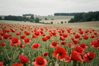Champ de coquelicots sauvages en campagne évoquant la liberté et la beauté naturelle