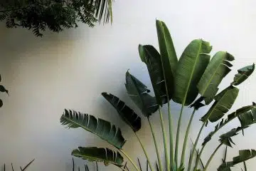 Comment décorer son intérieur avec un style exotique ?