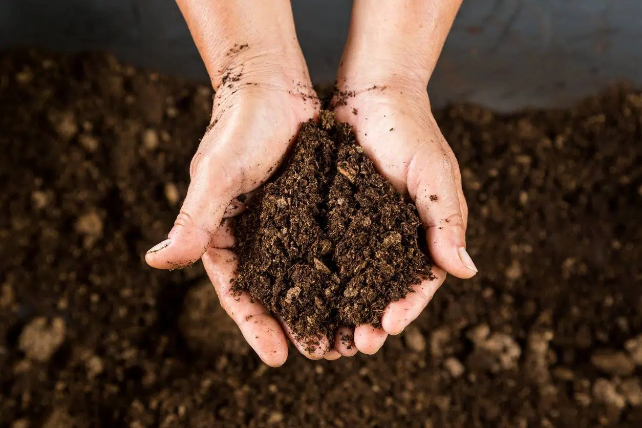 compost jardin écologie