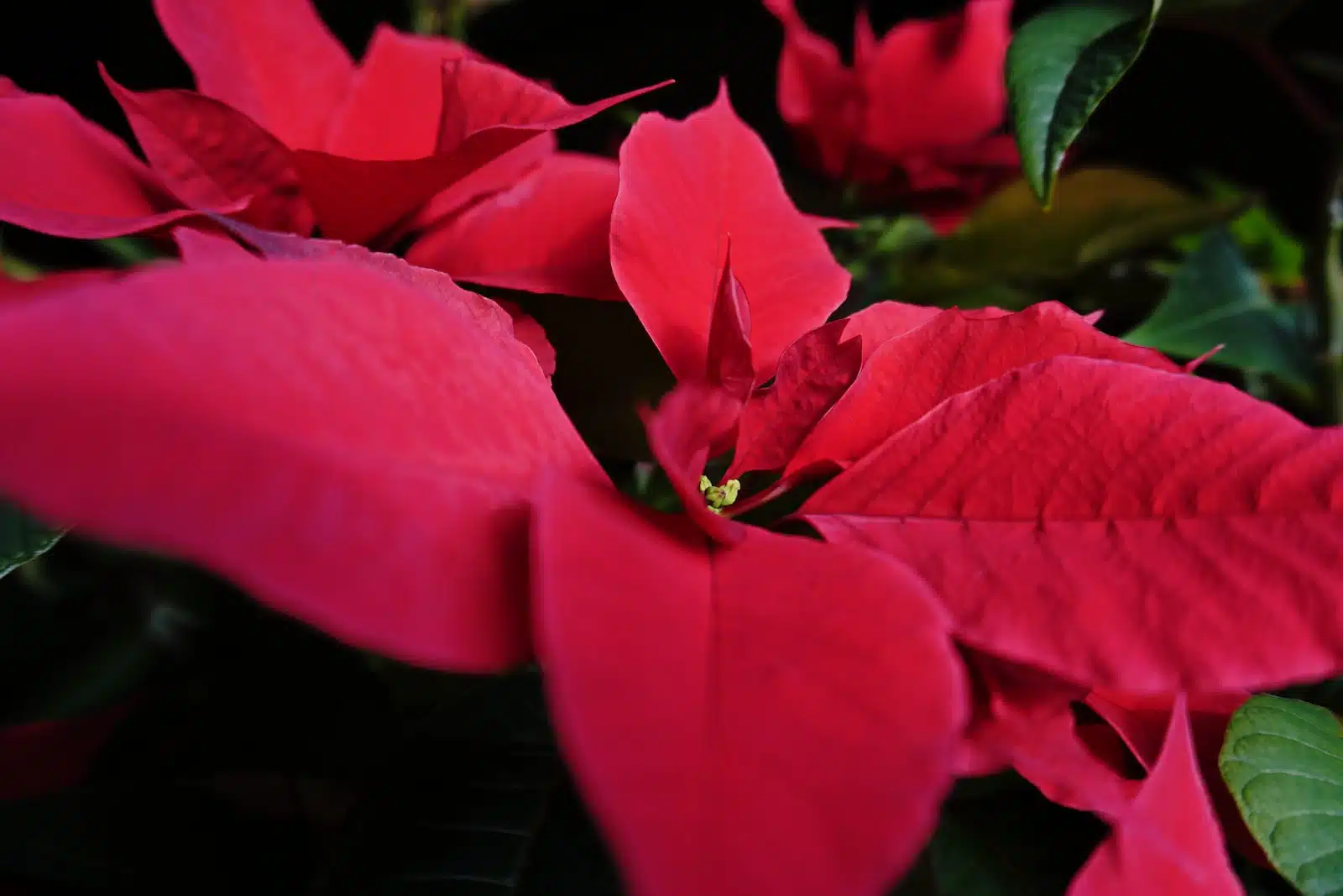 Comment faire rougir un poinsetia ?