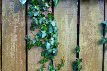 Faut-il opter pour un brise vue naturel ou synthétique ?