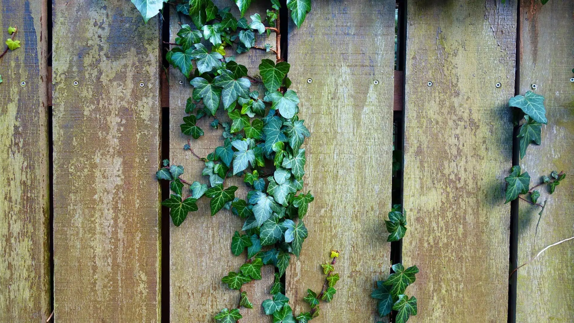 Faut-il opter pour un brise vue naturel ou synthétique ?