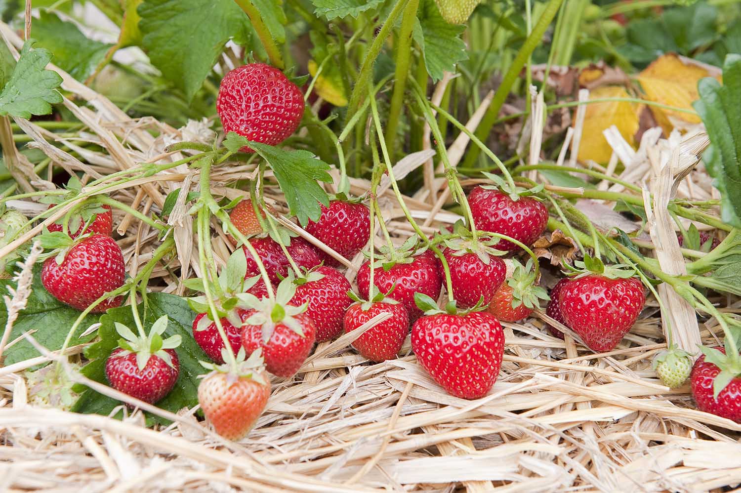 fraisiers