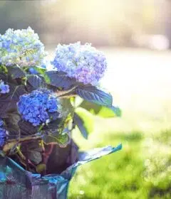 hortensia