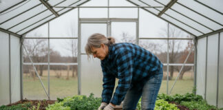 Femme jardinant dans une serre avec laitues d'hiver