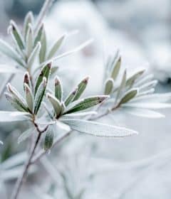 Quelles fleurs peut-on planter en hiver ?