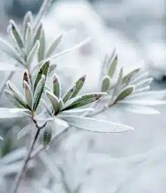 Quelles fleurs peut-on planter en hiver ?