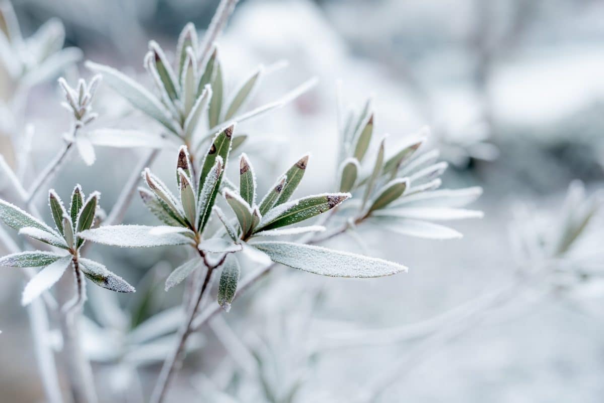 Quelles fleurs peut-on planter en hiver ?