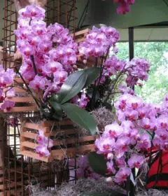 orchidees