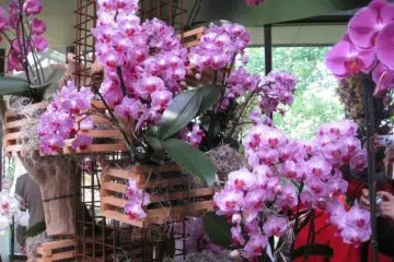 orchidees