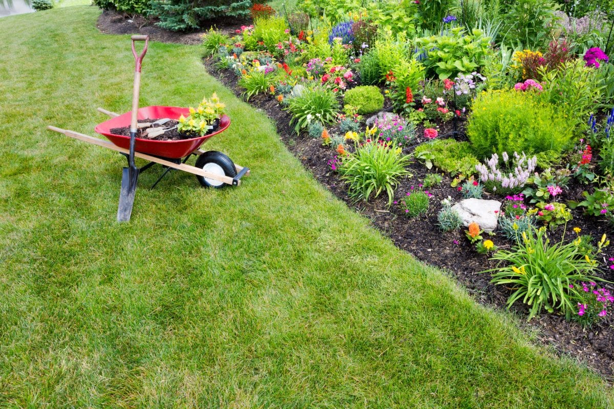 Planter et entretenir des fleurs