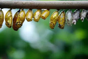 Pourquoi utiliser les larves de coccinelles pour la lutte biologique ?