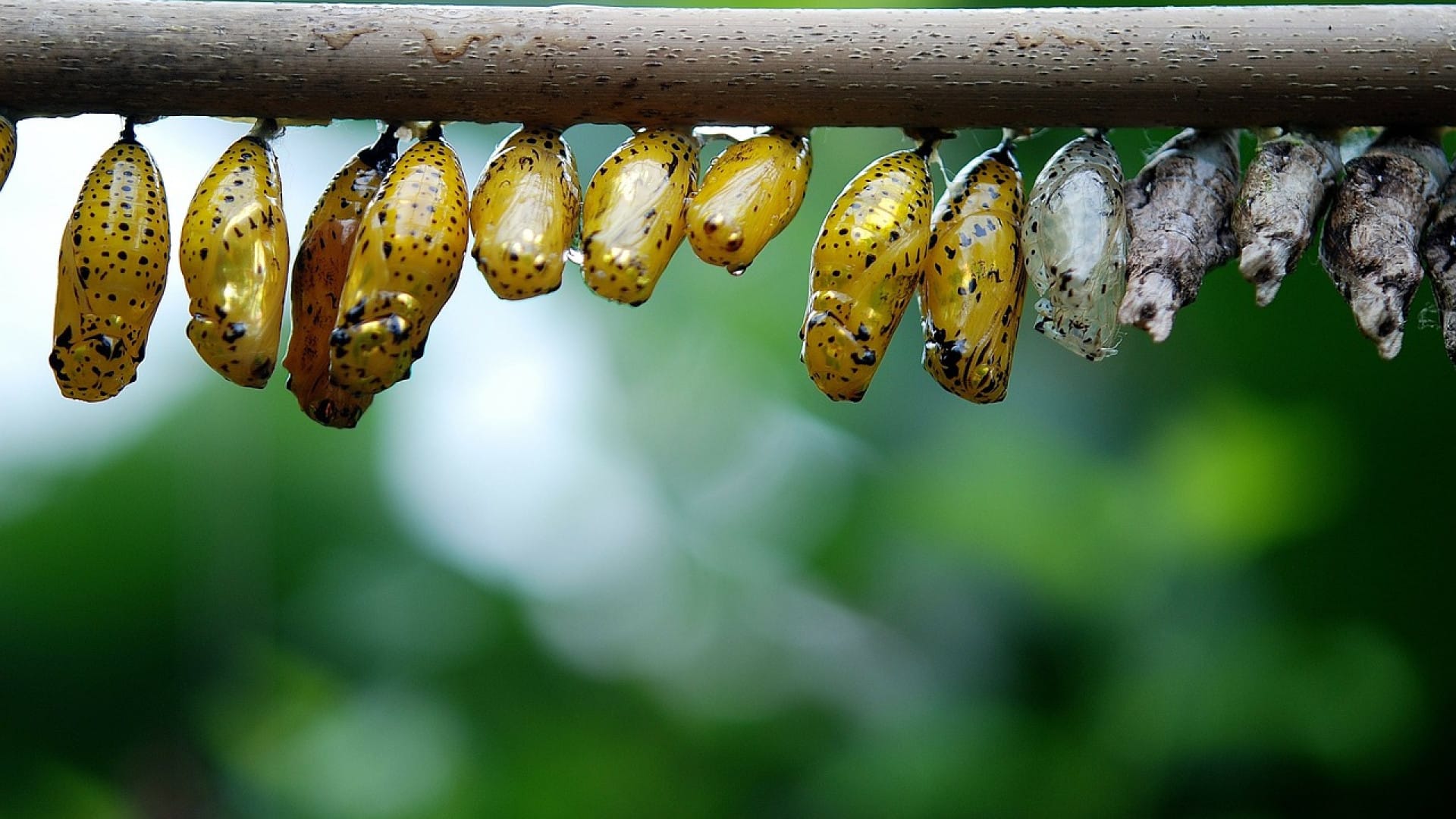Pourquoi utiliser les larves de coccinelles pour la lutte biologique ?