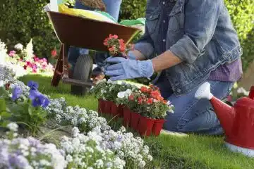Planter et entretenir des fleurs