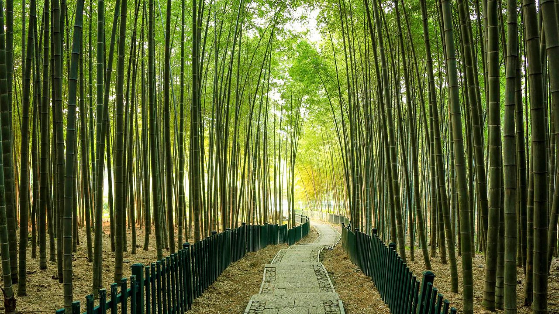 Bambou Tubes Du Tonkin, Jaune, Naturel, Par. 3,5-4