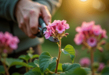 Mains de jardinier taillant un geranium sain en extérieur