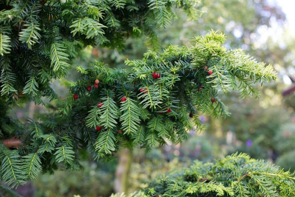 taxus baccata