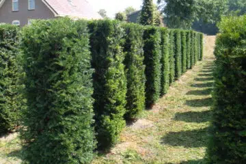 haie taxus baccata