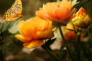 Tout ce dont vous avez besoin pour embellir votre jardin !